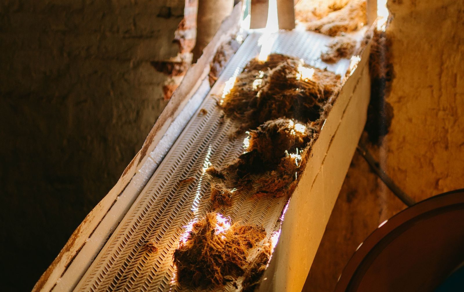 Raw agave moving along a conveyor through a production facility; no labels or brands visible.